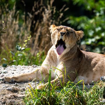 Cover Image for Erlebe Sony im Walter Zoo