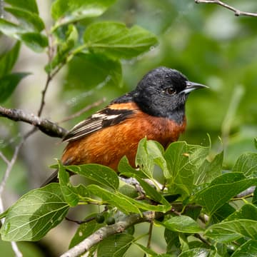 Cover Image for Birding 101 Walk (South Austin)