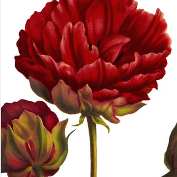 Cover Image for NCUMC + BCF Anniversary Gratitude Lunch