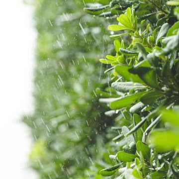 Cover Image for Ciclo preparándonos para el invierno: Manual de Jardinería Preventiva