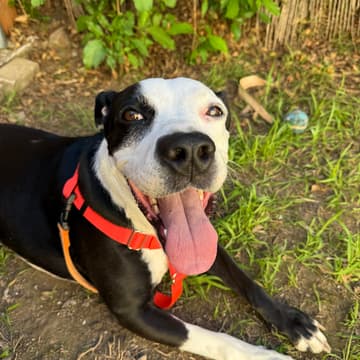 Cover Image for Mocktails & Mutts | Pasadena Humane Adoption Pop-Up