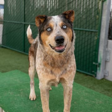 Cover Image for Mocktails & Mutts | Pasadena Humane Adoption Pop-Up