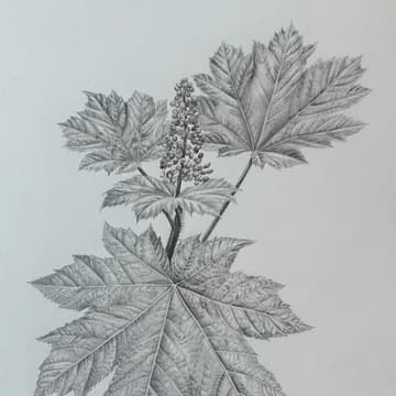 Cover Image for Botanical Drawing