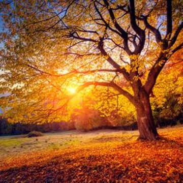Cover Image for Fall Fest Painting Workshop - ICGA