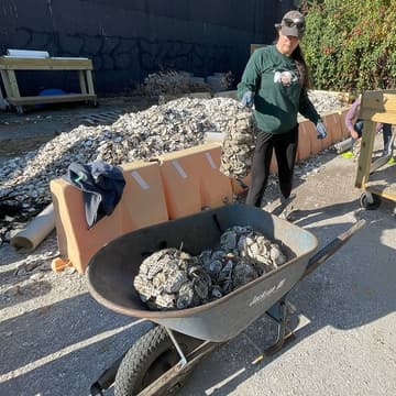 Cover Image for Oyster Shell Recycling Program