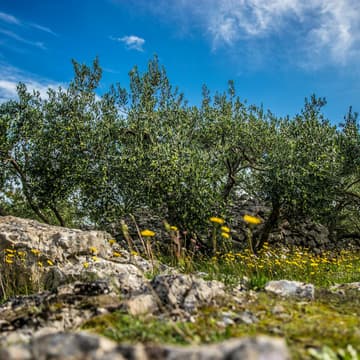 Cover Image for The Regenerative Ecosystem (Rome) - Future of Global Startup Programs