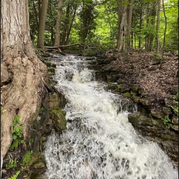 Cover Image for Silver Creek Conservation Area Hike