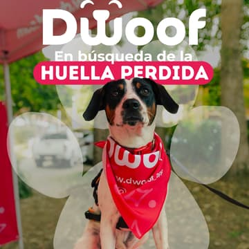 Cover Image for Dwoof Challenge: En Busca de la Huella Perdida