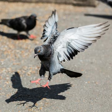 Cover Image for Paying Attention to Pigeons - a mindful photography walk
