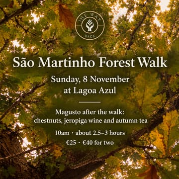 Cover Image for São Martinho Forest Walk & Magusto