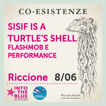 Cover Image for Sisif a turtle's shell