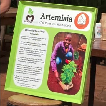 Cover Image for Artemisia course - with Agnes