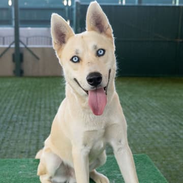 Cover Image for Mocktails & Mutts | Pasadena Humane Adoption Pop-Up