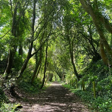 Cover Image for Exploring Neurodivergent Transitions: A Gentle Walk in Sintra Forest