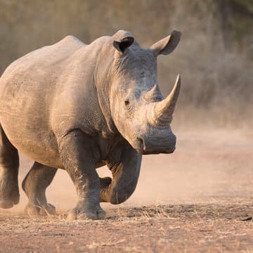 Cover Image for Tierpark 10km run