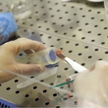 Cover Image for DIY Bio workshop with Shojinmeat Project
