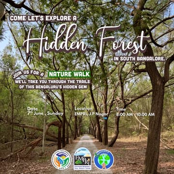 Cover Image for Hidden Forest Walk