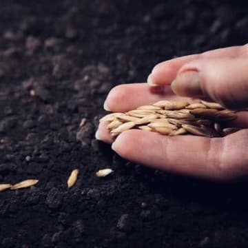 Cover Image for Planting Shadow Seeds