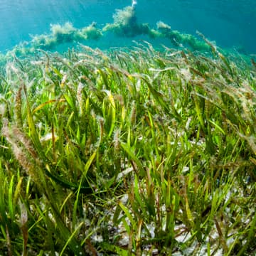 Cover Image for Opportunities for Ocean-Climate Action at COP31