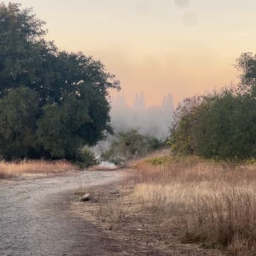 Cover Image for Native Plant Stewardship: Invasive Weed Pull