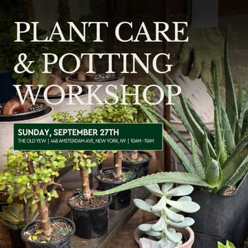 Cover Image for Plant Care & Potting Workshop