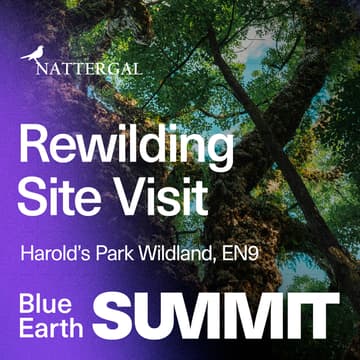 Cover Image for Rewilding Site Visit: Harold's Park Wildland x Nattergal - 2026