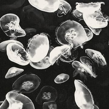 Cover Image for Knowledge Commoning Swarm (Pulse II)