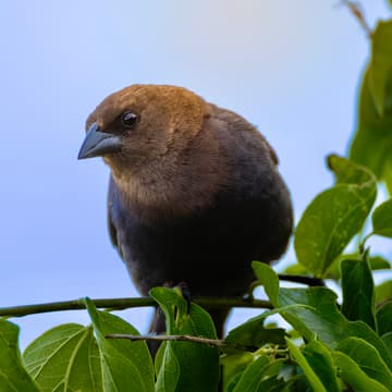 Cover Image for Birding 101 Walk (North Austin)