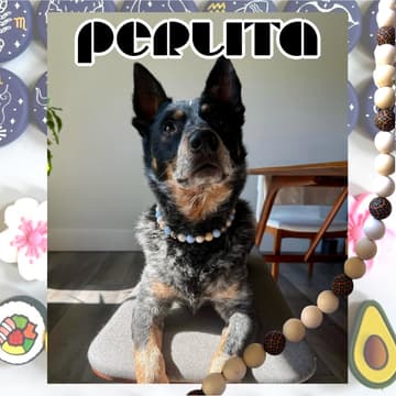Cover Image for Perlita Dog Jewelry Pop-Up