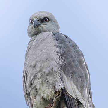 Cover Image for Birding 101 Walk (South Austin)