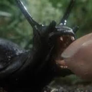 Cover Image for B-Movie Night: Slugs (1988) (Online)