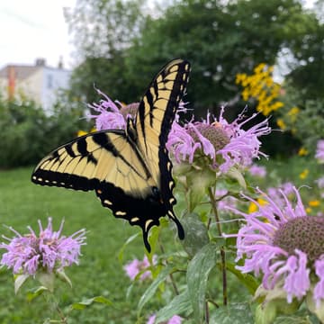 Cover Image for Northside Native Gardens Walk (Northside Greenspace, Inc.)