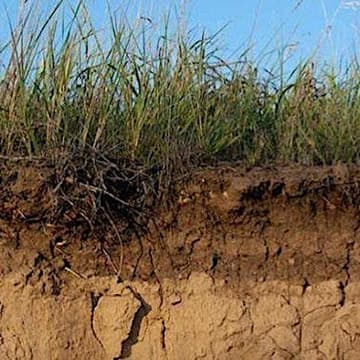 Cover Image for Living Soils Workshop