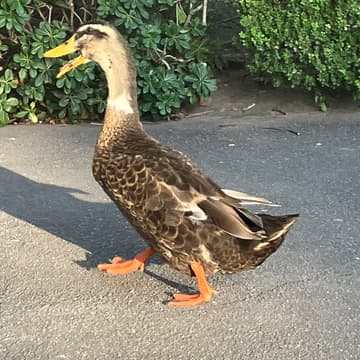 Cover Image for Data Engineers D.C. Presents: DuckDB 2.0