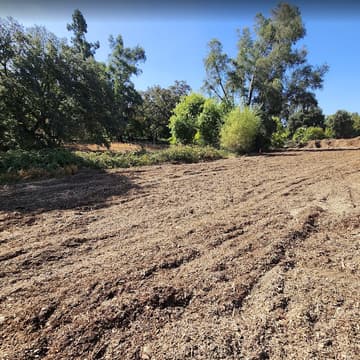 Cover Image for Woodlake Woodland Tree Planting