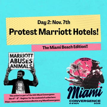Cover Image for Protest Marriott Hotels: The Miami Beach Addition