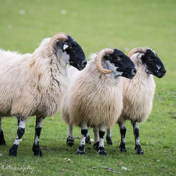 Cover Image for Wisconsin Sheepdog Trial: Nippersink or Swim: Shut the Door