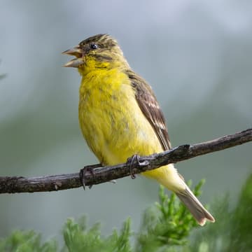 Cover Image for Birding 101 Walk (North Austin)