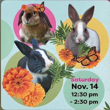 Cover Image for Bunnies & Books: Storytime Adoption Event