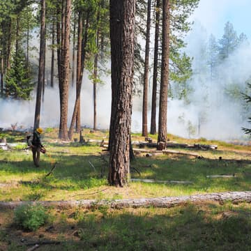 Cover Image for From the Forest: Proactive Forest Management with Jay McLaughlin