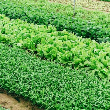 Cover Image for Kinship Urban Farm Opportunity