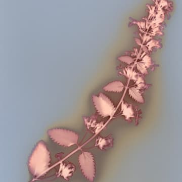 Cover Image for Photo Walks: Lumen Printing with Julie Pasila