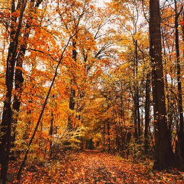 Cover Image for Networking in Nature Hike - Fall Edition