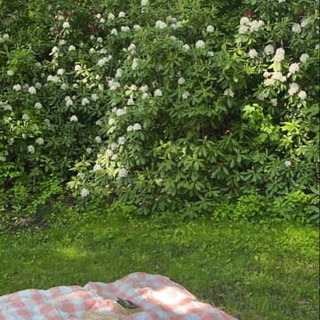 Cover Image for RUN, STRETCH & PICKNICK mit Wholey 🤍