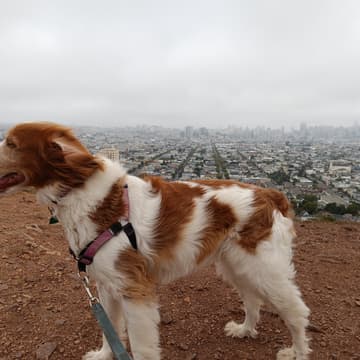 Cover Image for BioPharma Networking Hike: Bernal Heights Park