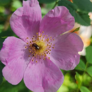 Cover Image for Native Plant Corps Incubator Event