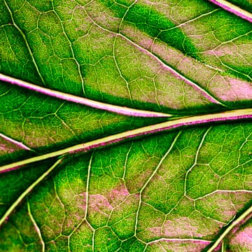 Cover Image for Engineering Bacteria for Next-Gen Therapeutics