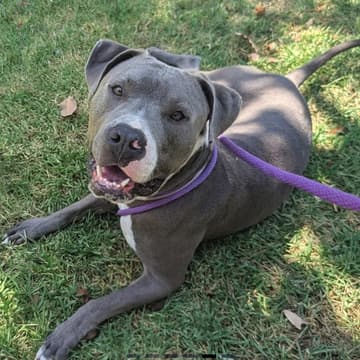 Cover Image for Mocktails & Mutts | Pasadena Humane Adoption Event w/ Free Mocktails