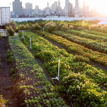 Cover Image for Golden Hour Tasting Tours @ Sunset Park