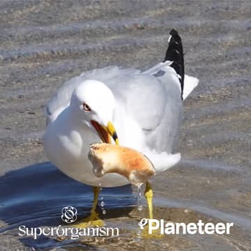 Cover Image for Birding & Bagels Bonanza @ NYCW'26 !!! 🦜🦆🐦‍⬛